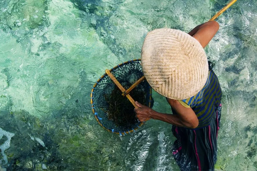 A woman harvesting seaweed from the ocean.